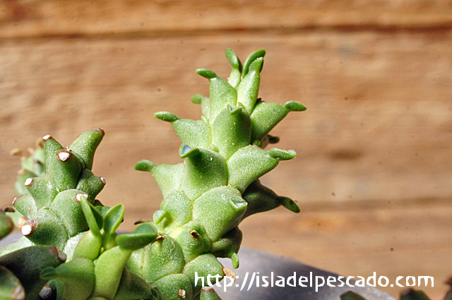 isla del pescado - Euphorbia planiceps-ユーフォルビア・プラニセプス