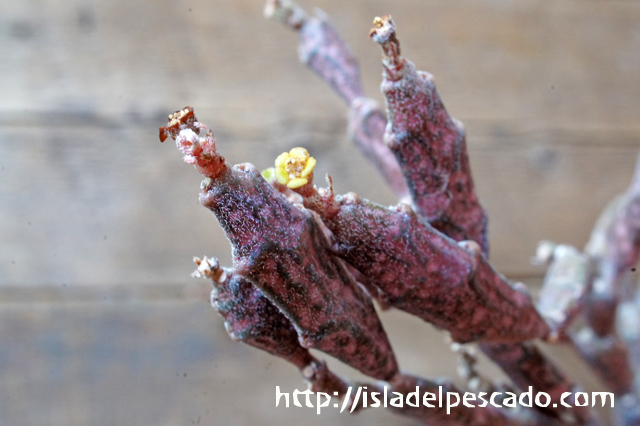 isla del pescado - Euphorbia platyclada-ユーフォルビア isla del pescado - Euphorbia platyclada-ユーフォルビア