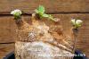 Euphorbia primulifolia 地むぐり花キリン image_1