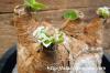 Euphorbia primulifolia 地むぐり花キリン image_4