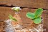 Euphorbia primulifolia 地むぐり花キリン image_5