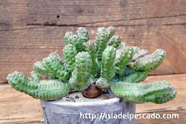 isla del pescado - Euphorbia pseudoglobosa-稚児キリン