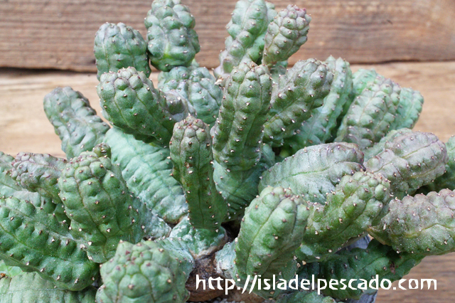 isla del pescado - Euphorbia pseudoglobosa-稚児キリン