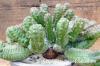 Euphorbia pseudoglobosa 稚児キリン