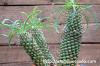 Euphorbia pubiglans ユーフォルビア・プビグランス