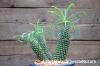 Euphorbia pubiglans ユーフォルビア・プビグランス image_2