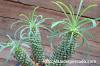 Euphorbia pubiglans ユーフォルビア・プビグランス image_5