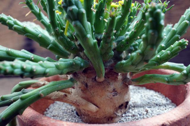 isla del pescado - Euphorbia pugniformis-幡竜