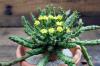 Euphorbia pugniformis 幡竜 image_1