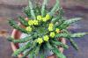 Euphorbia pugniformis 幡竜 image_2