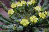 Euphorbia pugniformis 幡竜 image_3