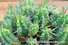 Euphorbia pulvinata 笹蟹丸 image_4