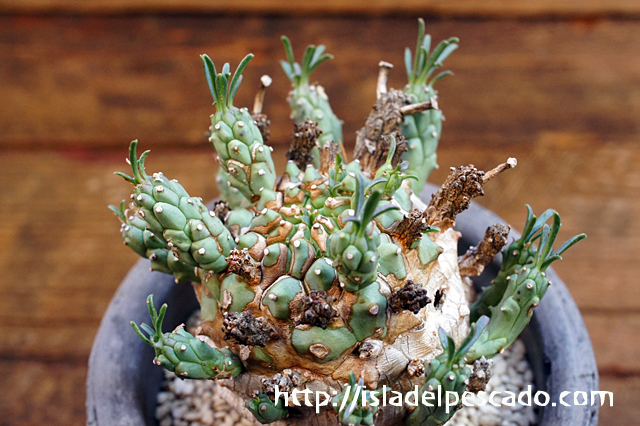 isla del pescado - Euphorbia ramiglans-ユーフォルビア・ラミグランス