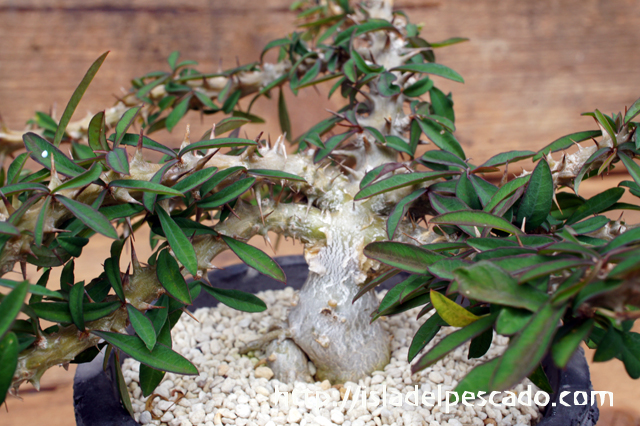 流行Euphorbia horrida crested　ユーフォルビア　ホリダ　綴化 サボテン