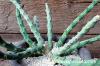 Euphorbia schinzii 降魔の剣