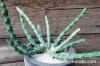 Euphorbia schinzii 降魔の剣 image_2