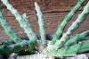 Euphorbia schinzii 降魔の剣 image_3