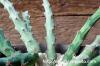 Euphorbia schinzii 降魔の剣 image_4