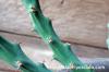 Euphorbia schinzii 降魔の剣 image_5