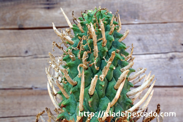 isla del pescado - Euphorbia schoenlandii-闘牛角