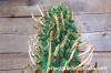 Euphorbia schoenlandii 闘牛角 image_4