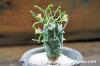 Euphorbia schoenlandii 闘牛角 image_5