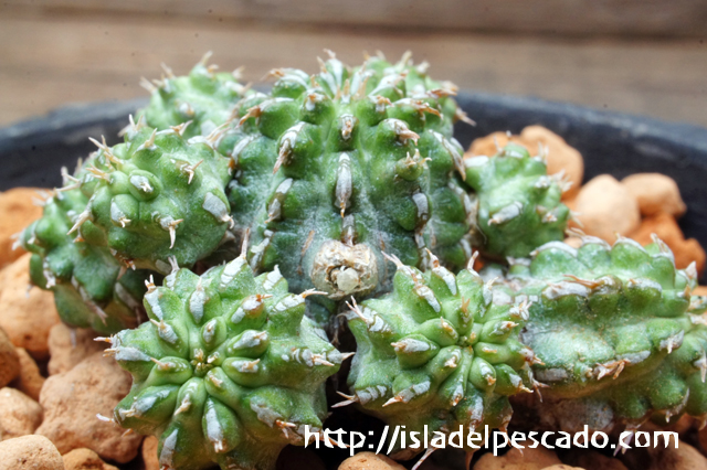 Euphorbia sepulta ユーフォルビア・セプルタ