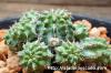 Euphorbia sepulta ユーフォルビア・セプルタ image_1