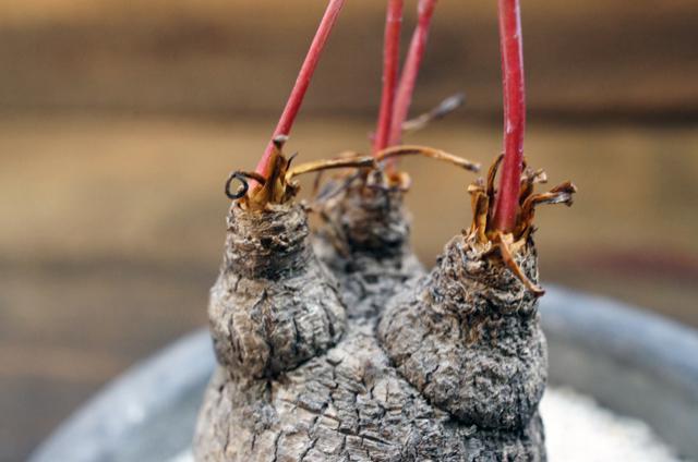 Euphorbia silenifolia ユーフォルビア・シレニフォリア