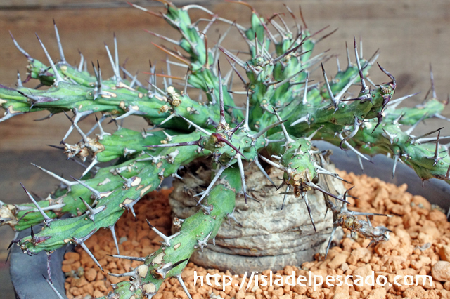 Euphorbia similiramea ユーフォルビア・シミリラメア