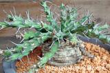 Euphorbia similiramea