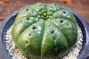 Euphorbia sp. Ball type-A ユーフォルビア 不明種 球状タイプA image_1