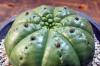 Euphorbia sp. Ball type-A ユーフォルビア 不明種 球状タイプA image_2