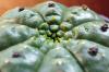 Euphorbia sp. Ball type-A ユーフォルビア 不明種 球状タイプA image_3