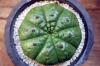 Euphorbia sp. Ball type-A ユーフォルビア 不明種 球状タイプA image_4