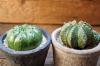 Euphorbia sp. Ball type-A ユーフォルビア 不明種 球状タイプA image_5