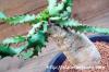 Euphorbia squarrosa 奇怪ヶ島