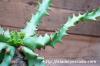 Euphorbia squarrosa 奇怪ヶ島 image_5