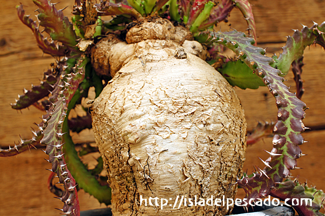 飛龍　ステラータ　美株 発根済み 飛龍 ステラータ 美株 発根済み