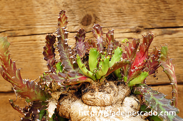 isla del pescado - Euphorbia stellata-飛竜