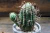 Euphorbia stellispina 群星冠 image_2