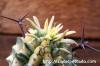 Euphorbia stellispina f. variegata 群星冠錦 image_5