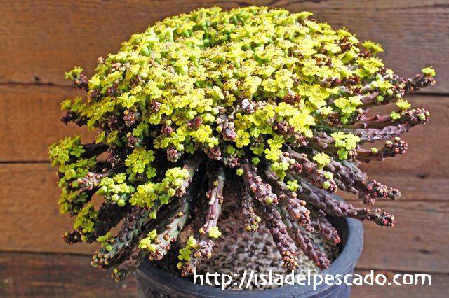 Euphorbia superans ユーフォルビア・スペランス