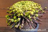 Euphorbia superans