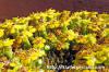 Euphorbia superans ユーフォルビア・スペランス image_5