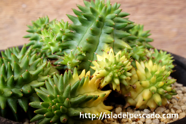 Euphorbia susannae f. variegata 瑠璃晃錦