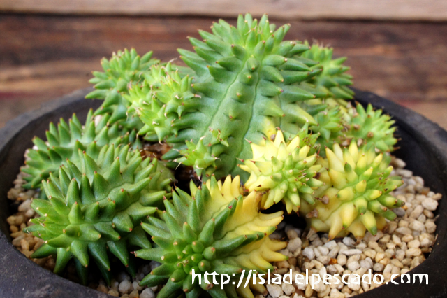 isla del pescado - Euphorbia susannae f. variegata-瑠璃晃錦