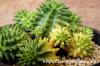 Euphorbia susannae f. variegata 瑠璃晃錦