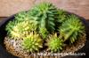 Euphorbia susannae f. variegata 瑠璃晃錦 image_2