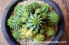 Euphorbia susannae f. variegata 瑠璃晃錦 image_4
